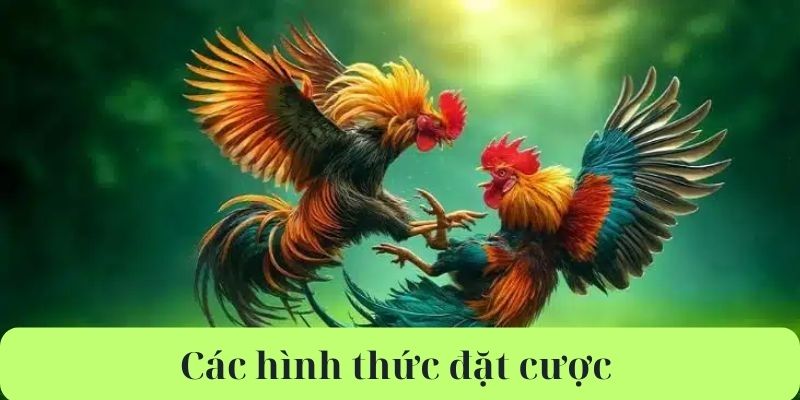 Các phương thức đặt cược