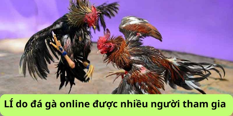 Vì sao đá gà online được nhiều người chơi