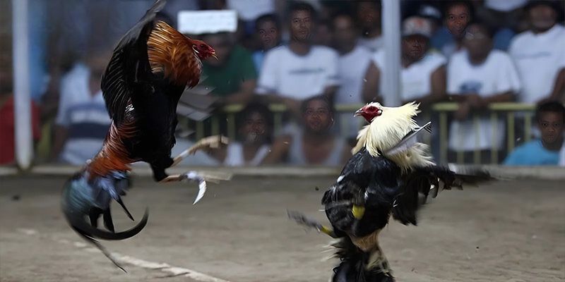 Đá gà cựa dao mang lại cho bạn những trận đấu mãn nhãn