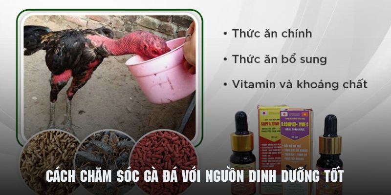 Chế độ dinh dưỡng hợp lý trong cách chăm sóc gà đá