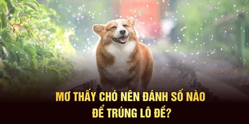 Mơ thấy chó nên đánh số nào để trúng lô đề?